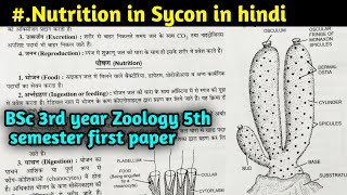 Nutrition in Sycon  Digestion in Sycon  BSc 3rd year Zoology 5th Semester first paper [upl. by Lion334]