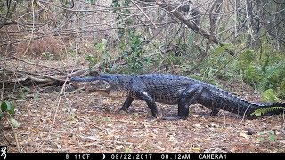 Swamp Trail Camera Pickup [upl. by Carolan215]