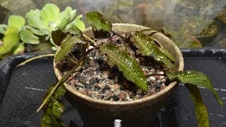 Cryptocoryne affinis  Greenhouse transplant [upl. by Ennyroc478]