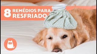 8 REMÉDIOS CASEIROS PARA RESFRIADO EM CÃES 🐶✅ Como CURAR RESFRIADO EM CÃES [upl. by Philcox]