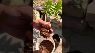 airlayering plumtree plum bestfruits punjab kitchengarden tarracegarden shorts viralvideo [upl. by Tedric95]