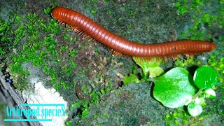 Arthropod Species  When a Rusty millipede meet a Terrestrial flatworms [upl. by Iveson]