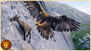 Les 15 Aigles les plus Mortels du Monde [upl. by Alis810]