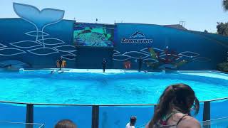 Family Fun Attending the Zoomarine Algarve Dolphin Show in Portugal dolphin dolphins zoomarine [upl. by Eamaj]