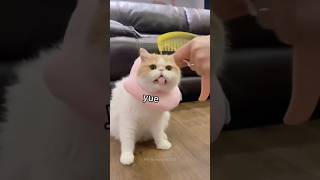 Cat comb reaction bestcatvideos funnyahort trending [upl. by Rimaa]