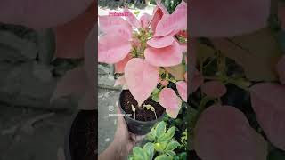 Poinsettia Plant 🌱 plantlovers nursery gardening nature naturelovers plants pink [upl. by Villiers]