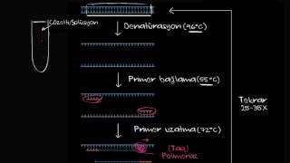 Polimeraz Zincir Reaksiyonu  PCR Biyoloji  Biyomoleküller [upl. by Tu]