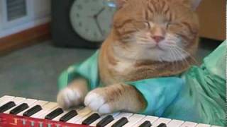 Keyboard Cat REINCARNATED [upl. by Jeralee]