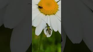 Swollenthighed Flower Beetle version 2 with a Tumbling Flower Beetle in the background [upl. by Karry854]