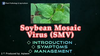 Soybean Mosaic Virus SMV  Introduction  Symptoms  Management [upl. by Polito]