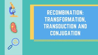 Bacterial Genetic Recombination Transformation Transduction and Conjugation made EASY [upl. by Eelyac664]