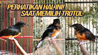 Cara Memilih Trotolan Murai Batu Prospek  Calon Fighter [upl. by Iot]