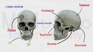 Череп 1 Лобная и клиновидная кости [upl. by Eirahs]