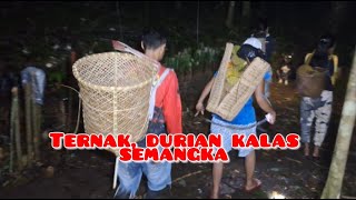 Durian Tanah Kayong Kalas Semangka terenak di Pedalaman Hutan Betenung Kalimantan [upl. by Nitnelav]