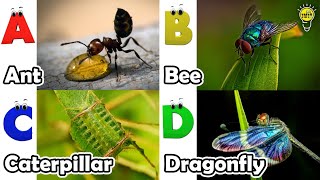 Abc Insect Song  A to Z Insects Song  Insects Alphabet song  Phonics for Kids [upl. by Tempest297]