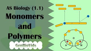 Monomers and Polymers 11  AS Biology [upl. by Lamhaj]