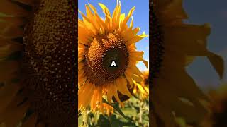 shorts didyouknow Amazing sunflower Facts Tracking the Sun amp Fibonacci Magic [upl. by Euqilegna]