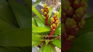 Spectacular Bromeliads🎉🎁😁🥰💓 httpsptyjoywixsitecomgetpaid shorts bromeliads love loves [upl. by Keener722]