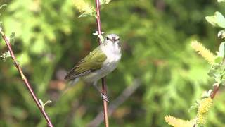 Tennessee Warbler [upl. by Hopkins]