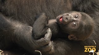 Baby Gorilla at Brookfield Zoo [upl. by Darsie73]