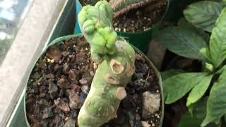 2 Years 10 Month Trichocereus Bridgesii and Pachanoi Seedlings from seed [upl. by Gabriele]