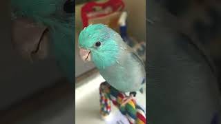 blue parrotlet excited playing singing talking [upl. by Yattirb]