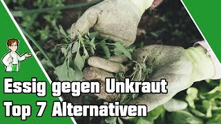 Essig gegen Unkraut  7 Alternativen zum Unkraut entfernen 🌿🔥 [upl. by Yasui]