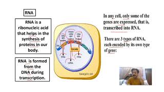 Chapter 1  Biological Molecules  Part 26  RNA Ribonucleotide  Sindh Text Board [upl. by Ahseinad]