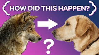 Where Dogs REALLY Came From [upl. by Clarise]