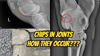 Chips in Joints [upl. by Nibroc]