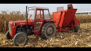 IMT 539  SIP Tornado 35  berba kukuruzacorn harvesting [upl. by Mcmullan]