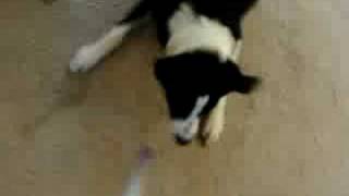 Border Collies vs Vacuum [upl. by Obeded]