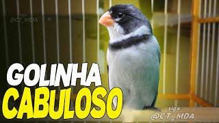 Golinha Cabuloso Com Muita Fibra Cantando  0918 [upl. by Edaj]