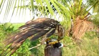 Crested Goshawk  easy hawking day [upl. by Waddington]