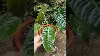 Anthurium Vietchii 💚 [upl. by Sells24]