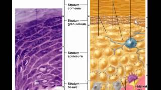 Layers of epidermis without stratum lucidum [upl. by Manda]