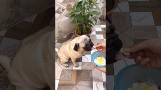 Instant Dog Food ❗️❗️dog food recipe shorts [upl. by Innes888]