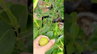 🌿 Weaker Root System quotMarcotquot Calamansi Citrus Which is better Budded or Marcotted  See Comment [upl. by Arron841]