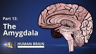 Amygdala  Human Brain Series  Part 13 [upl. by Saddler]