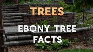 Ebony Tree Facts [upl. by Grimbald]