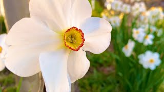 Spring Flowers Garden Tour Gravetye Giant Leucojum Poeticus Actaea Daffodils Candytuft amp More [upl. by Caresa149]