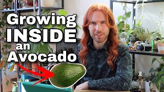 Seeds growing INSIDE Avocados  Ask Scott [upl. by Enogitna]