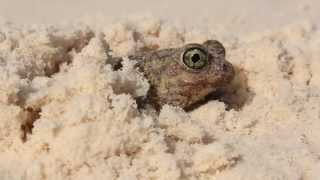 Couchs Spadefoot Burying in sand [upl. by Sulienroc607]