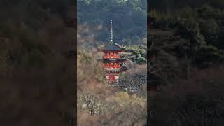 Kyoto A Treasure Trove of Temples and Zen Gardens [upl. by Omrellug]