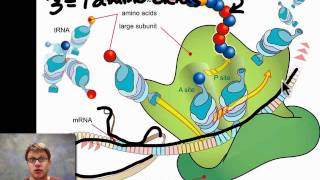 Unit 5 Review  Genetics [upl. by Harwin]