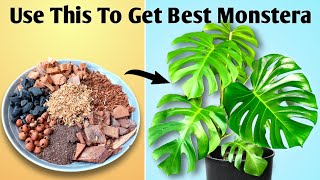 Grow Your Monstera Plant Faster  Monstera Plant Care [upl. by Mil]