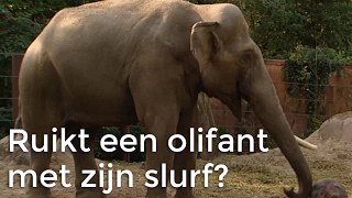 Kan een olifant ruiken met zijn slurf  Vragen van Kinderen [upl. by Nileve]