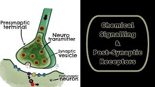 Chemical Signalling amp Post Synaptic Receptors [upl. by Pontone214]