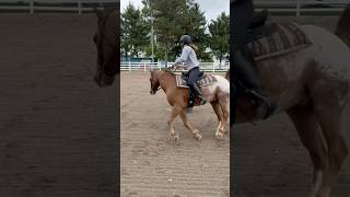 English Horse and Rider Try Barrel Racing [upl. by Johnnie198]