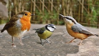 Video for Cats  Birds Tweeting on The Bench [upl. by Agueda827]